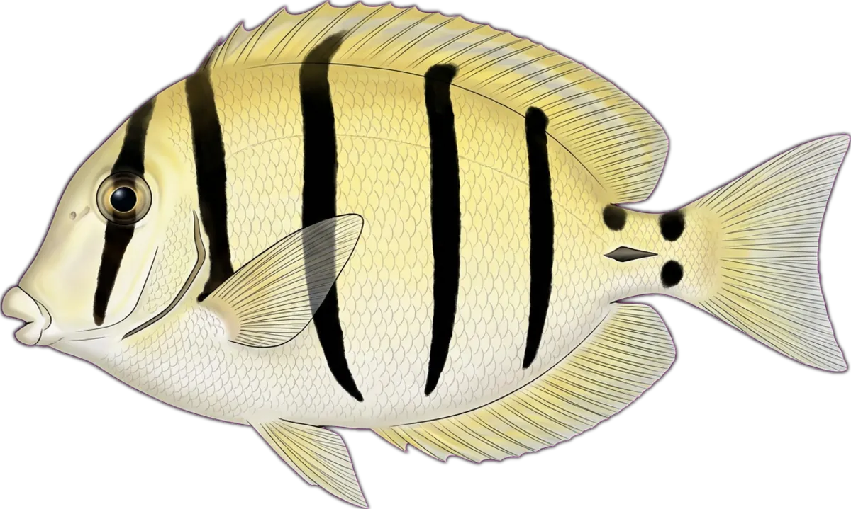 Convict Surgeonfish illustration