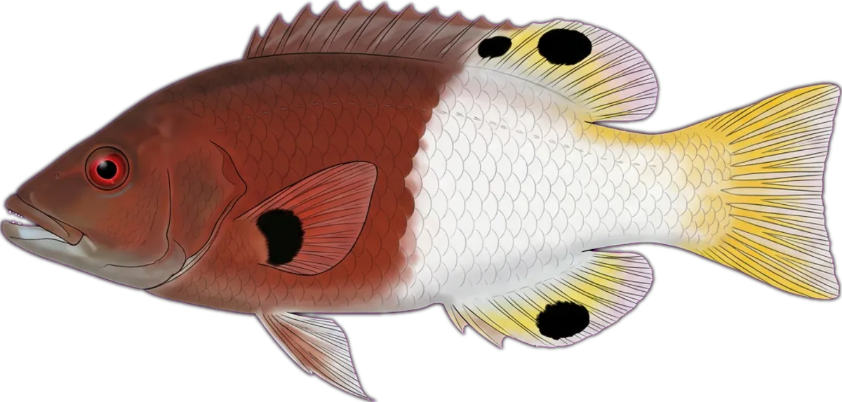 Coral Hogfish illustration