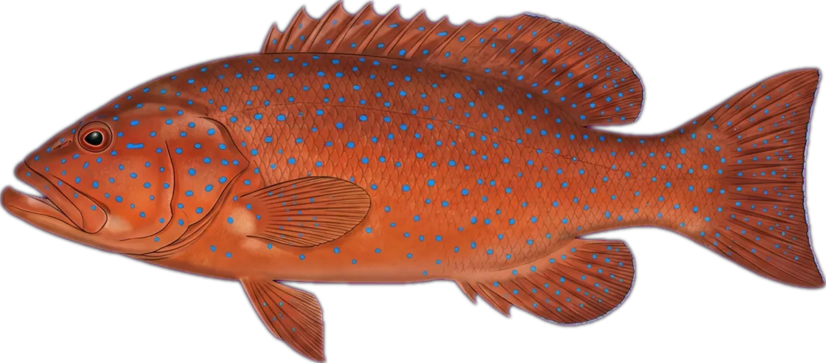 Coral Trout (Coronation) illustration