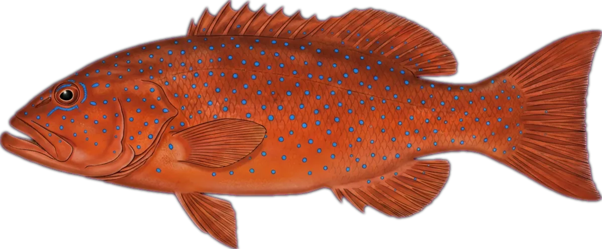 Coral Trout illustration