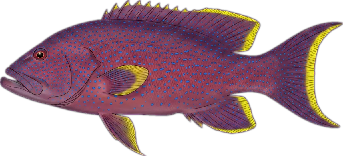 Coronation Trout illustration