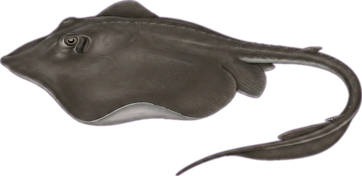 Cowtail Stingray illustration