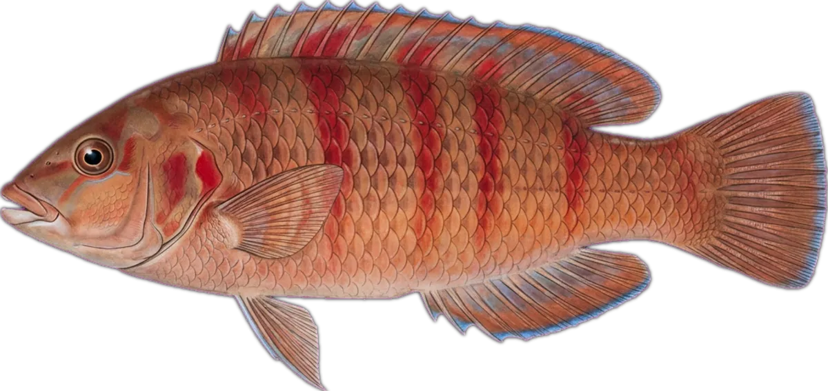Crimsonband Wrasse illustration