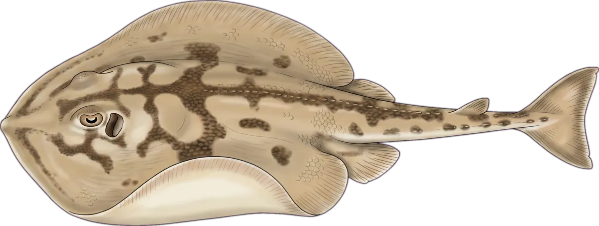 Crossback Stingaree illustration