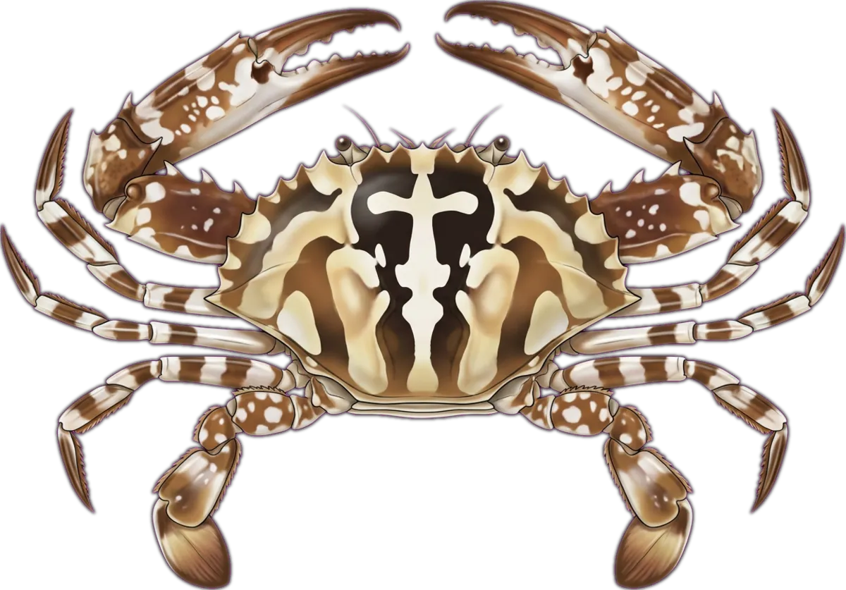 Crucifix Crab illustration