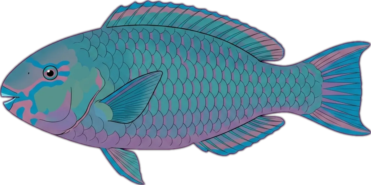 Daisy Parrotfish illustration