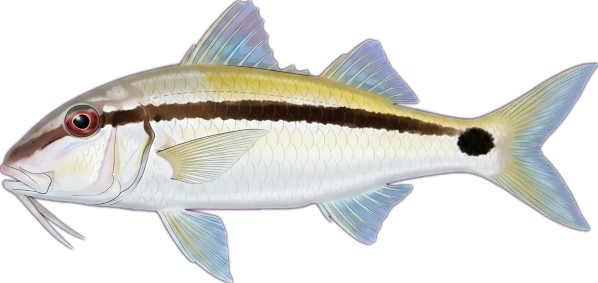 Dash-and-Dot Goatfish illustration