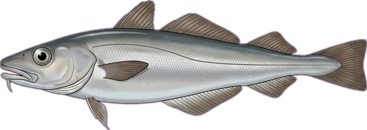 Slender Codling illustration