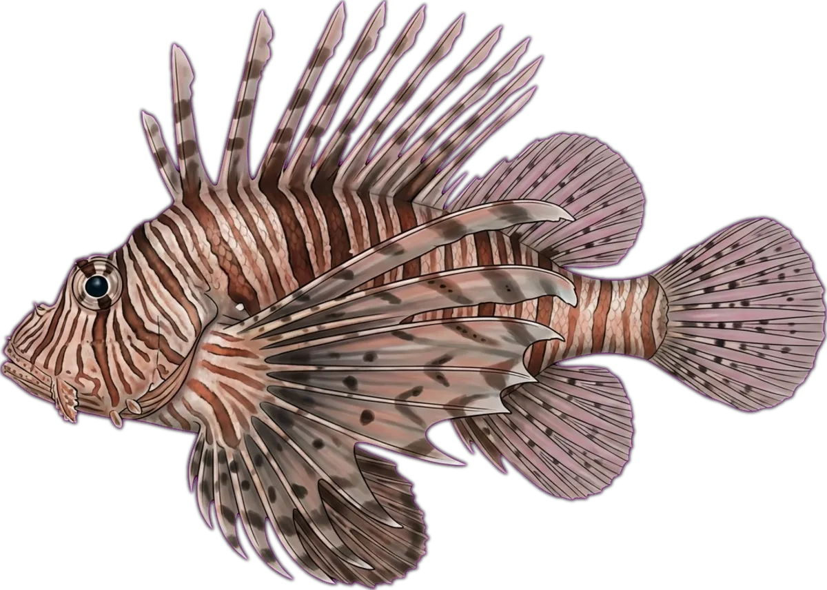 Devil Firefish illustration