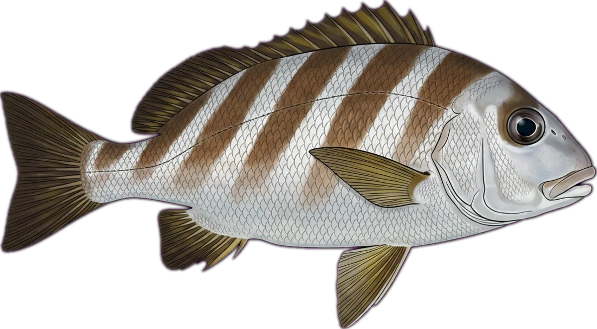 Diagonal-banded Sweetlip illustration