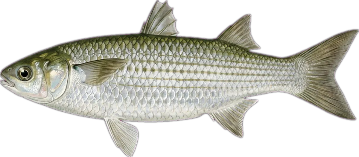 Diamond-scale Mullet illustration