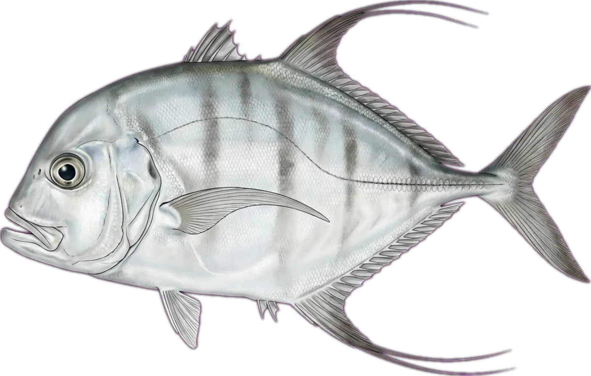 Diamond Trevally illustration