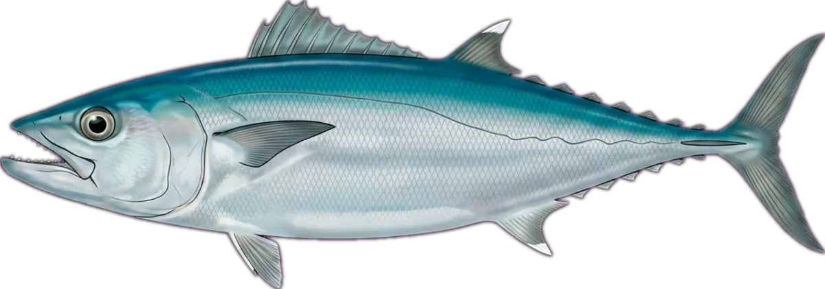 Dogtooth Tuna illustration