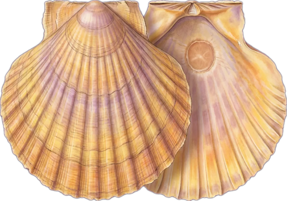 Doughboy Scallop illustration