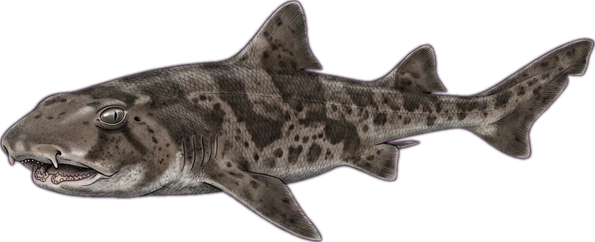 Draughtboard Shark illustration