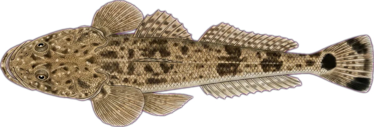 Dusky Flathead illustration