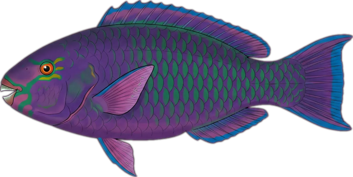 Dusky Parrotfish illustration
