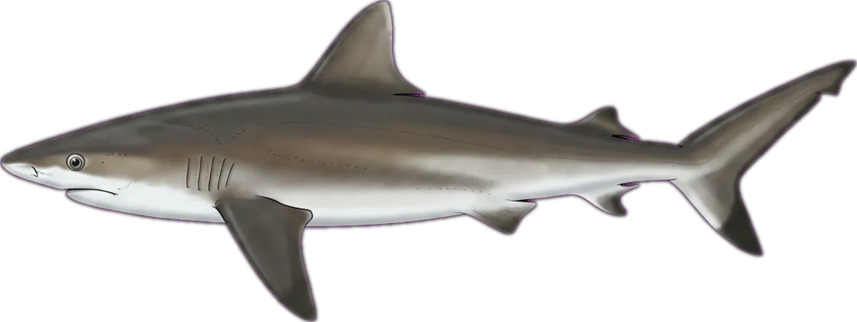 Dusky Whaler illustration