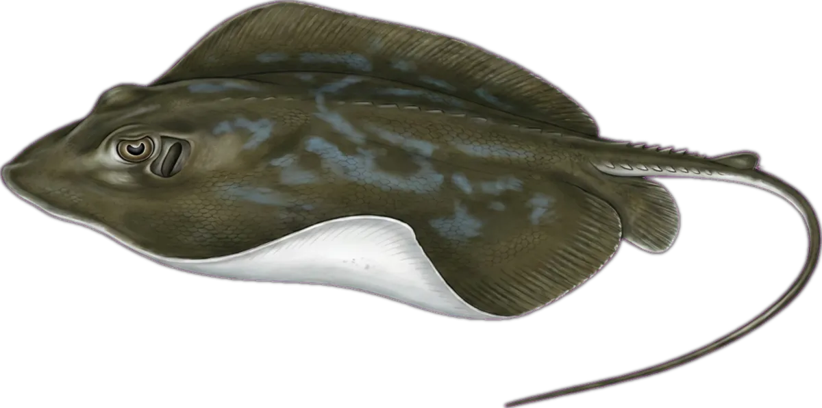 Southern Eagle Ray illustration