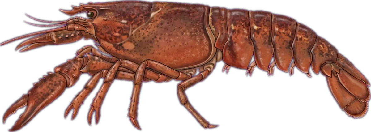 Eastern Bay Lobster illustration