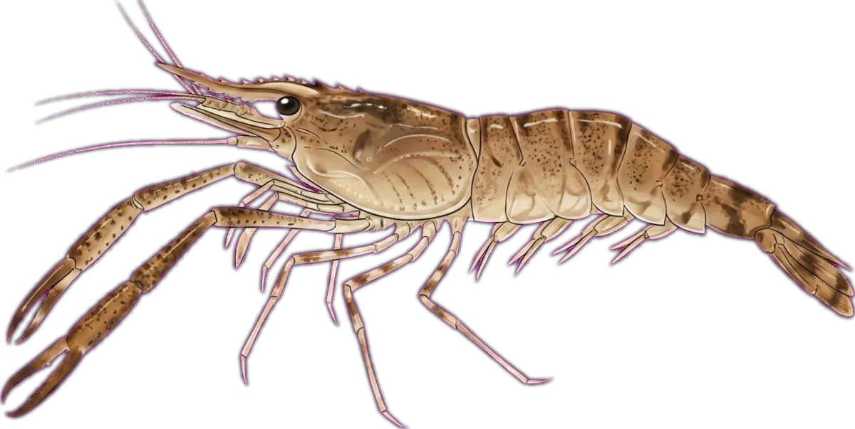 Eastern Cherabin illustration