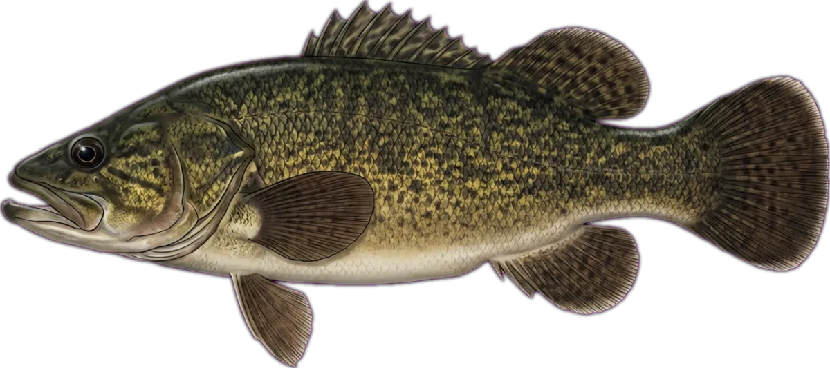 Eastern Freshwater Cod illustration