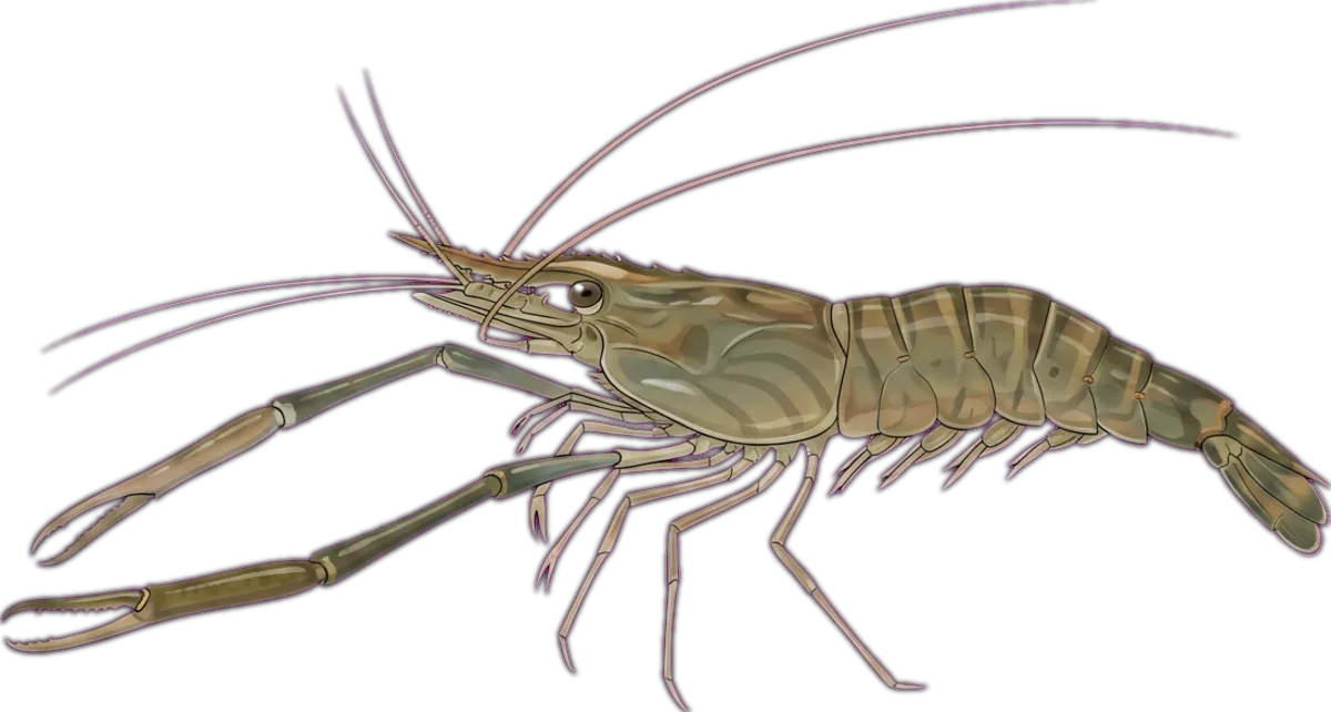 Eastern Freshwater Prawn illustration