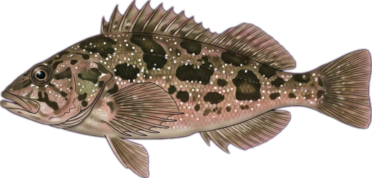 Eastern Kelpfish illustration