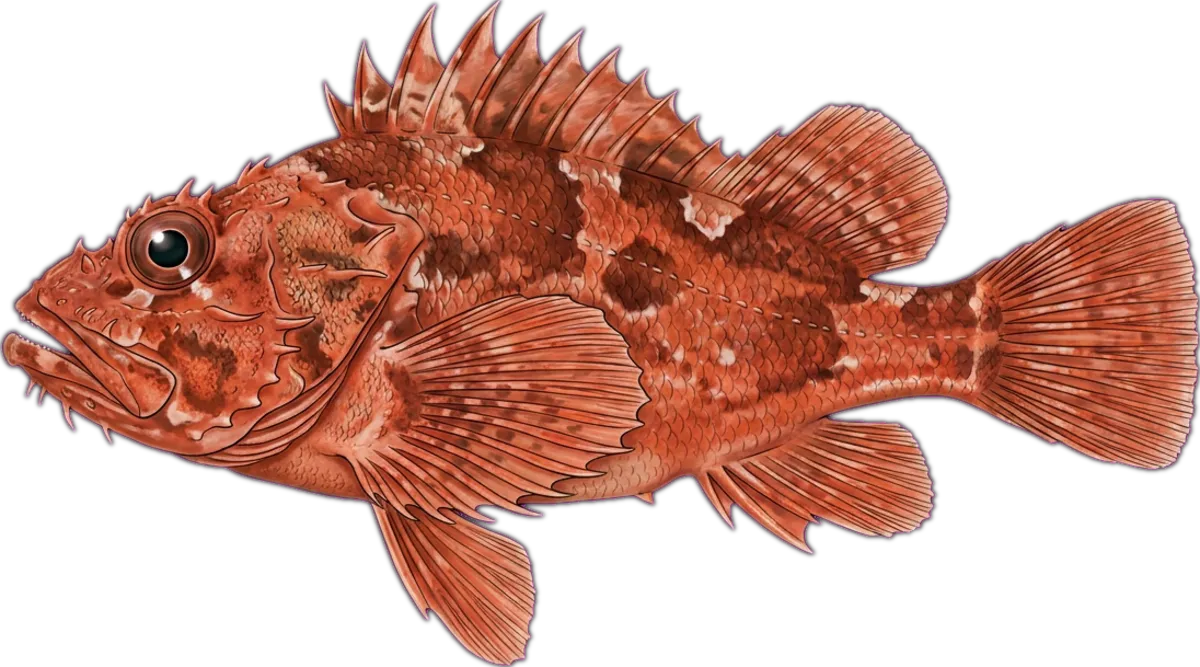 Eastern Red Scorpionfish illustration