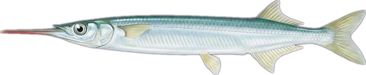 Eastern Sea Garfish illustration