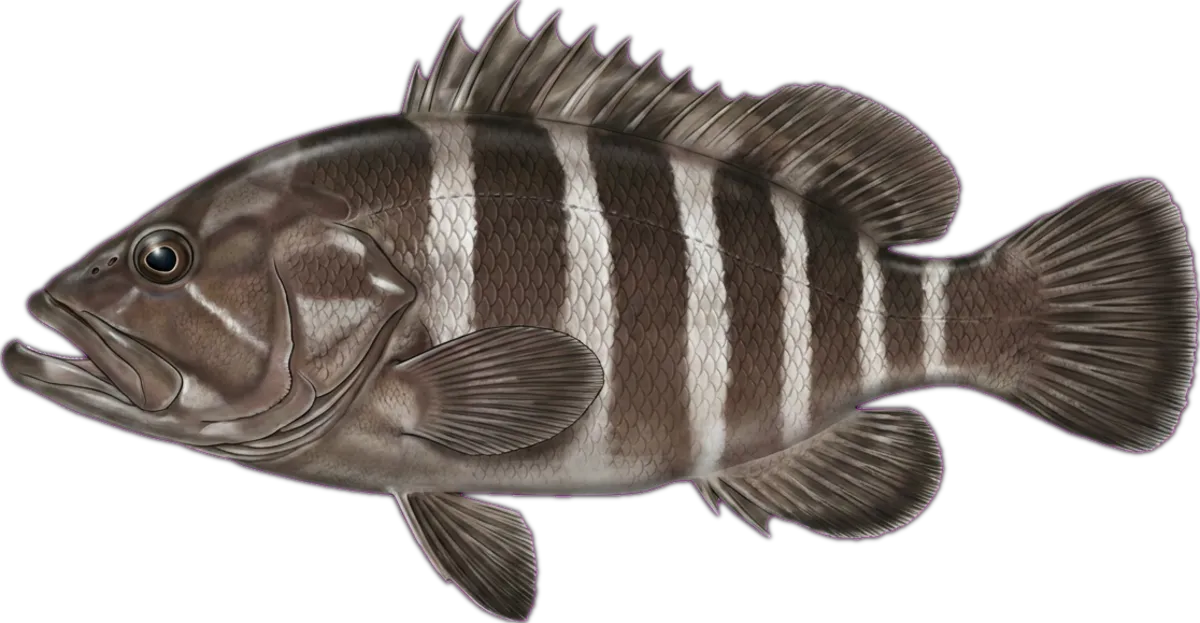 Eightbar Grouper illustration