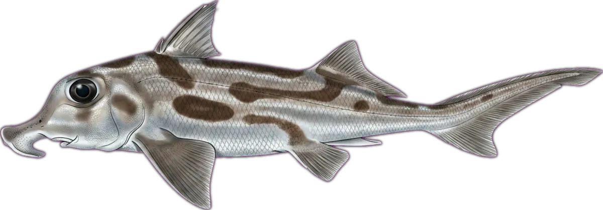 Elephant Fish illustration