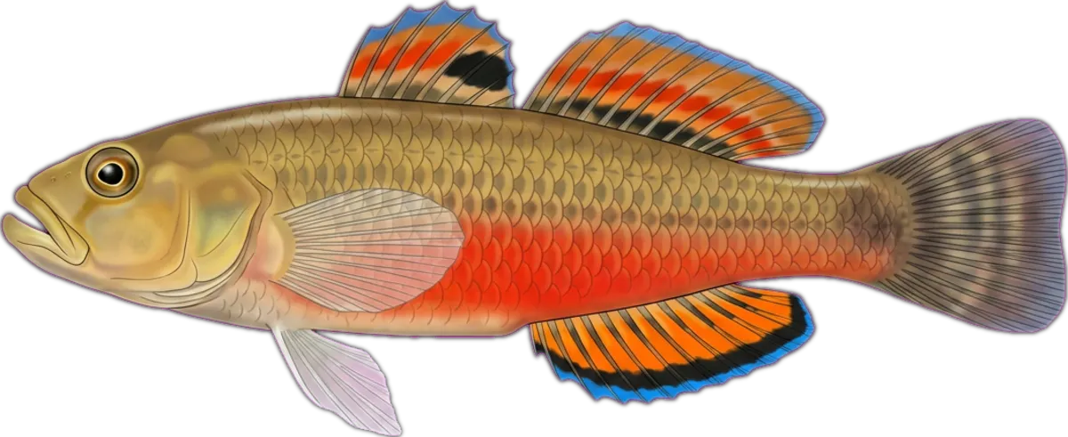 Empire Gudgeon illustration