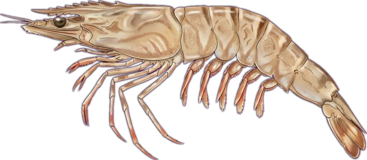 Endeavour Prawn illustration