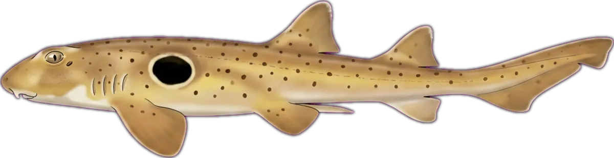 Epaulette Shark illustration