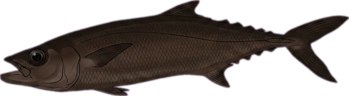 Escolar illustration