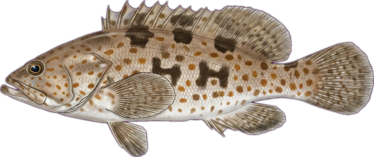 Estuary Cod illustration