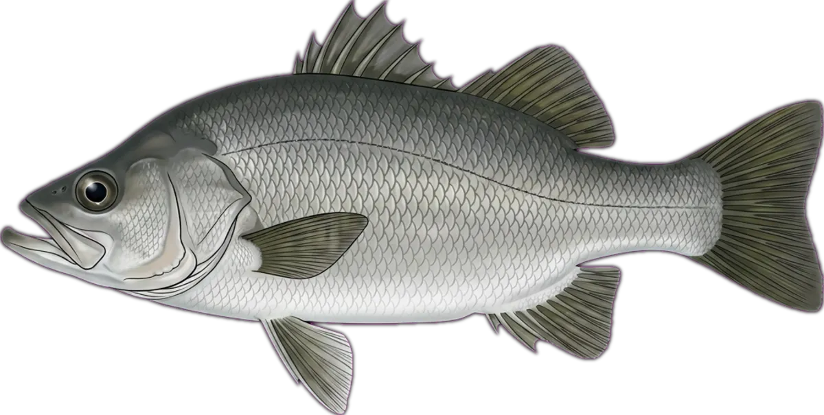 Estuary Perch illustration