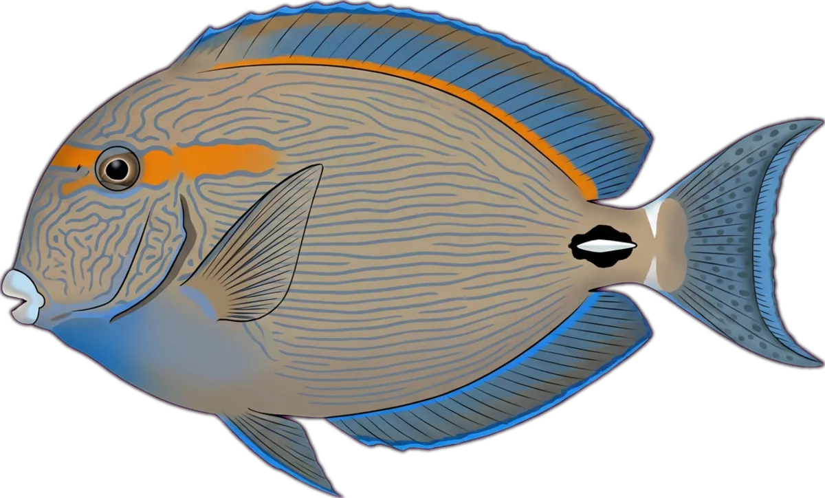 Eyestripe Surgeonfish illustration