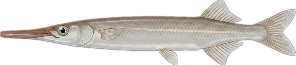 Feathered River Garfish illustration