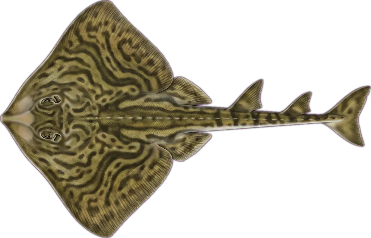 Eastern Fiddler Ray illustration