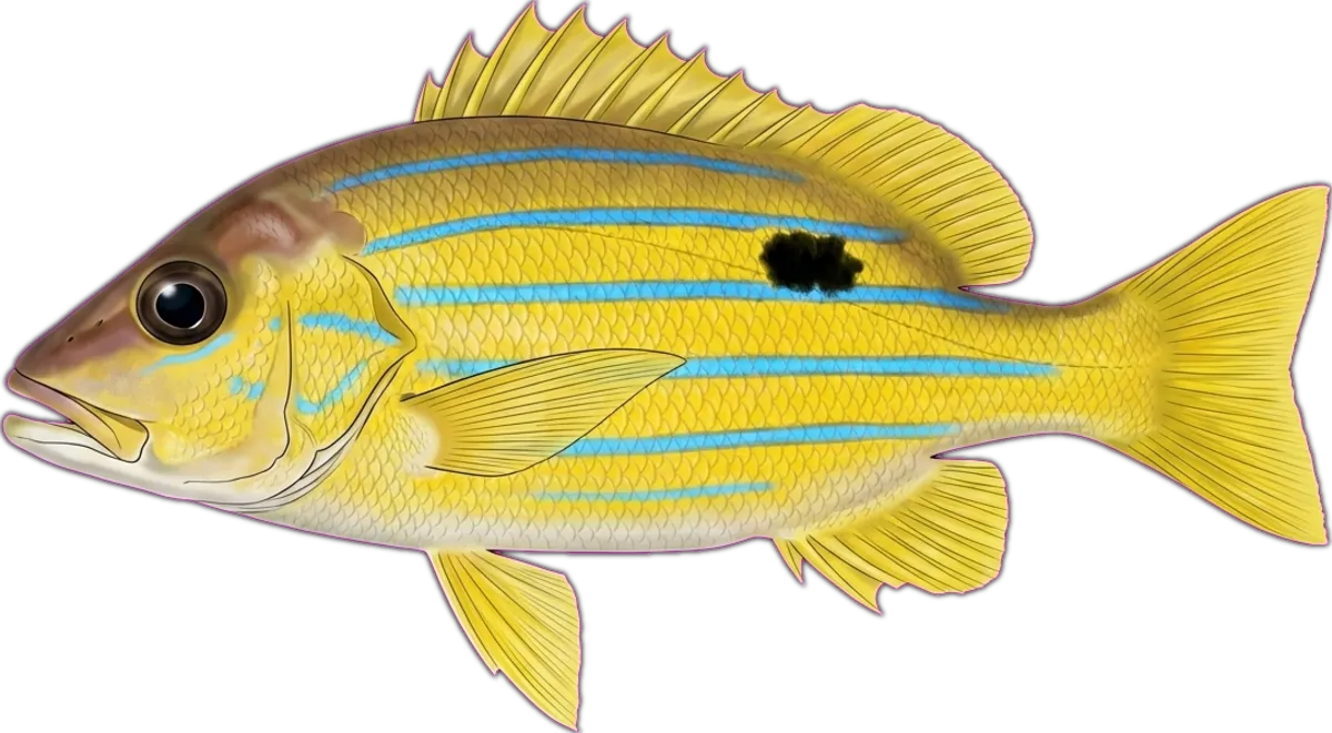 Fivelined Snapper illustration