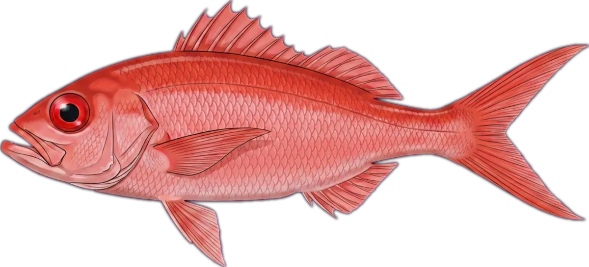 Flame Snapper illustration