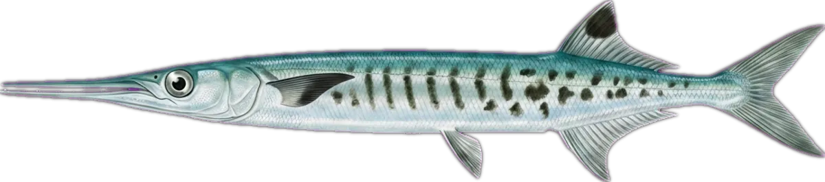 Flat Needlefish illustration