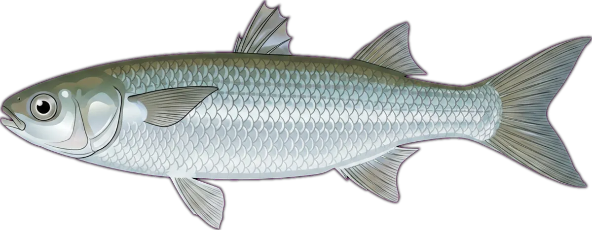 Flat-tail Mullet illustration