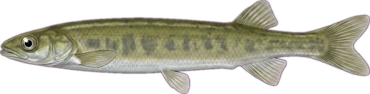 Flathead Galaxias illustration