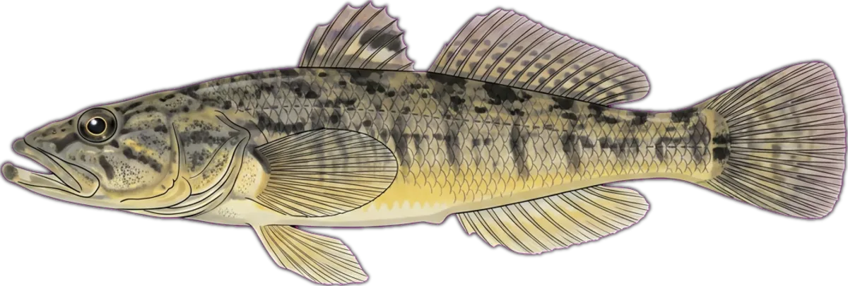 Flathead Gudgeon illustration