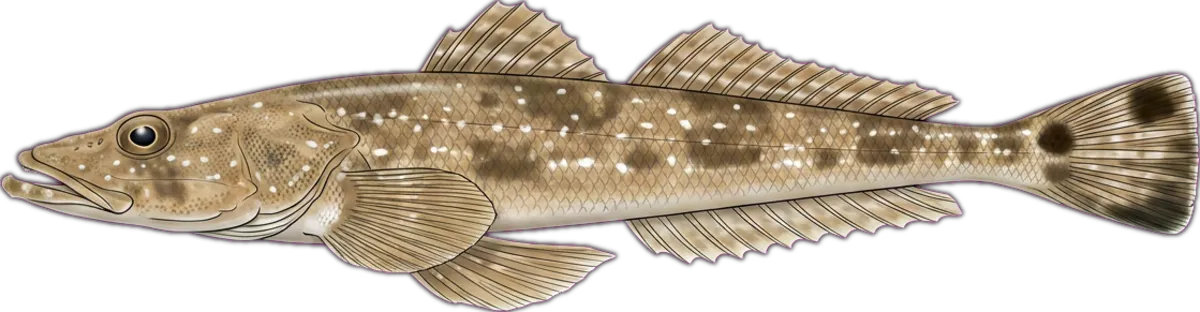 Dusky Flathead illustration