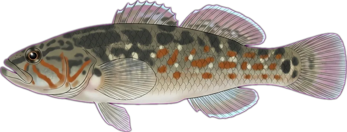 Flinders Ranges Mogurnda illustration