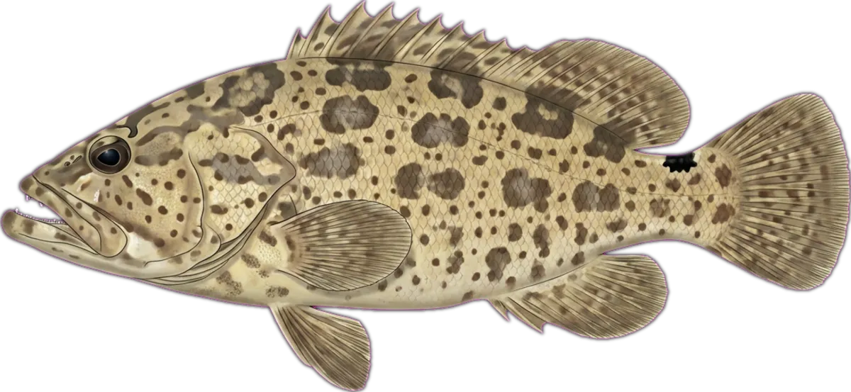 Flowery Rockcod illustration